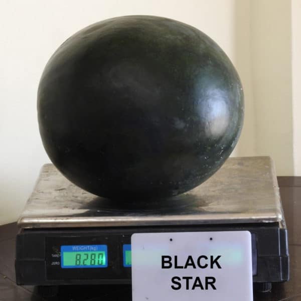 BlackStar F1 - Image 3